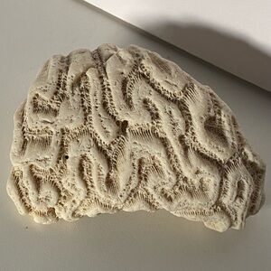 Brain Coral Fossil Specimen Coastal Decor Aquarium Fish Tank 3.75” White Beach